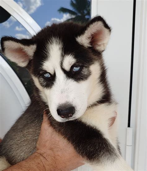 save search. . Husky puppies for sale near me craigslist